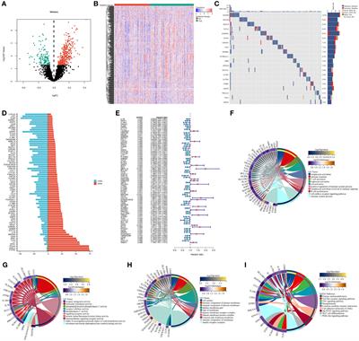 A molecular classification system for estimating radiotherapy response and anticancer immunity for individual breast cancer patients